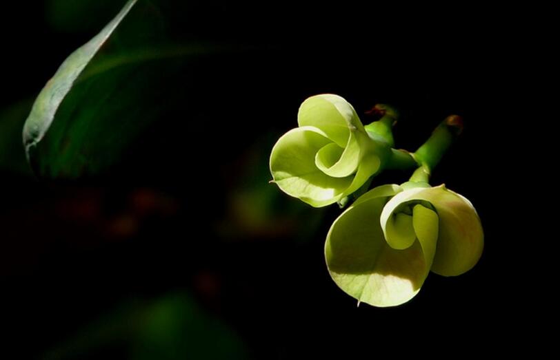 虎刺梅花期，養(yǎng)的好一年四季都可以開花