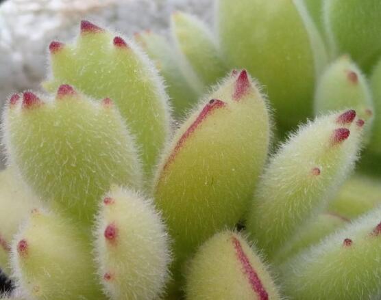 熊童子和白熊的區(qū)別，老農(nóng)總結(jié)最直觀兩種分辨方法