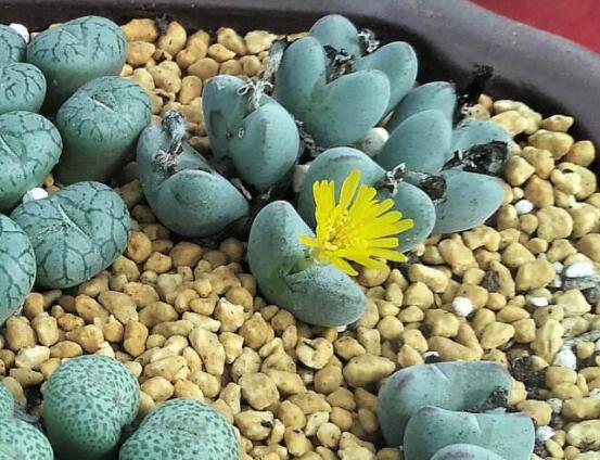 生石花怎么分株繁殖，教你一學(xué)就會五個基本步驟