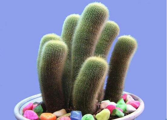 仙人掌多久開花一次，養(yǎng)殖3-5年才可開花