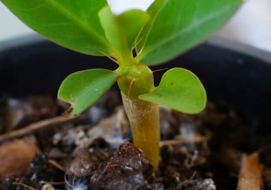 虎刺梅的繁殖方法，教你兩種最常用的繁殖方法(扦插與組培)