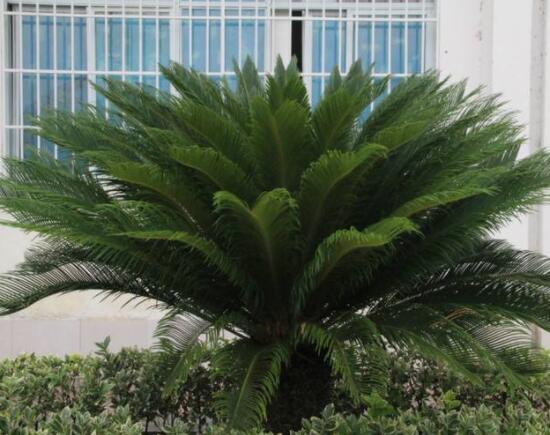 養(yǎng)鐵樹有什么忌諱，沖擊財(cái)運(yùn)與福運(yùn)/戀愛結(jié)婚難