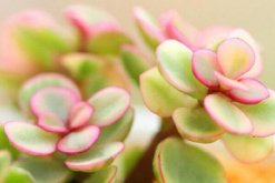 雅樂之舞花語是什么，沉默的愛、熱烈與光明