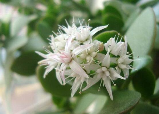 玉樹冬天怎么養(yǎng)，教你六個方法安然過冬