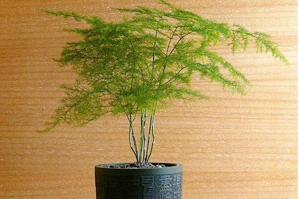 文竹怎么繁殖，播種繁殖/分株繁殖/扦插繁殖