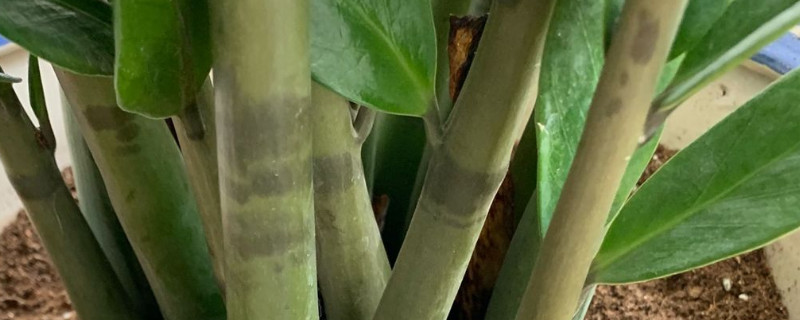 金錢樹移栽應(yīng)注意事項