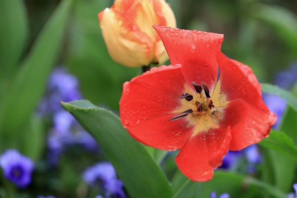 水培郁金香怎么養(yǎng)