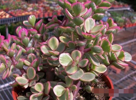 雅樂之舞怎么養(yǎng)才變紅，教你五種最快速變紅好方法