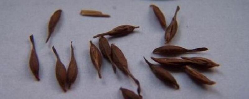 天竺葵結(jié)種子嗎