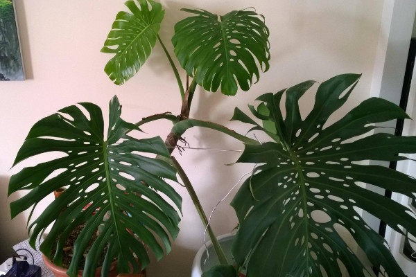 龜背竹葉子邊緣發(fā)黃怎么辦