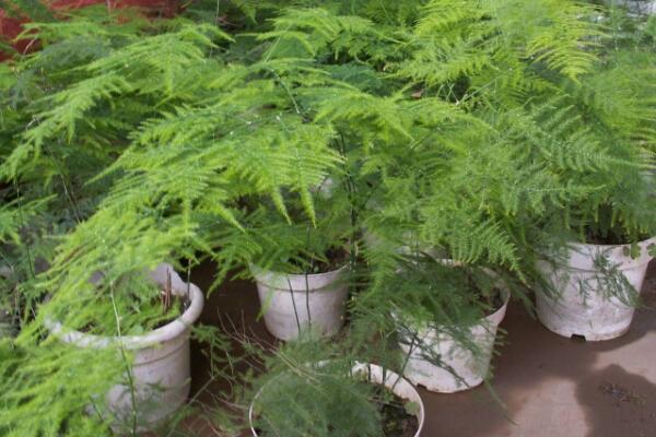 為什么文竹不開(kāi)花