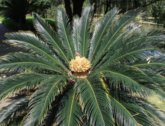鐵樹(shù)葉片彎曲變形的原因和解決方法，教你三種最直觀有效措施