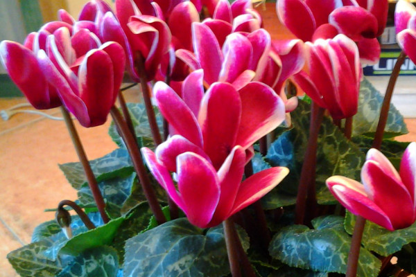 仙客來(lái)還叫什么名字