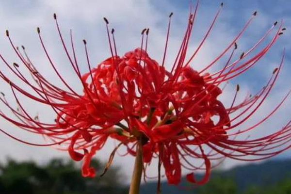 彼岸花冬季養(yǎng)護(hù)