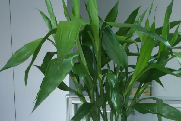 富貴竹長(zhǎng)彎了怎么辦