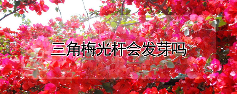 三角梅光桿會(huì)發(fā)芽嗎