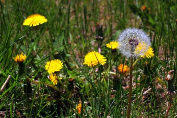 蒲公英怎么取種和栽培，6月份種子成熟即可采取