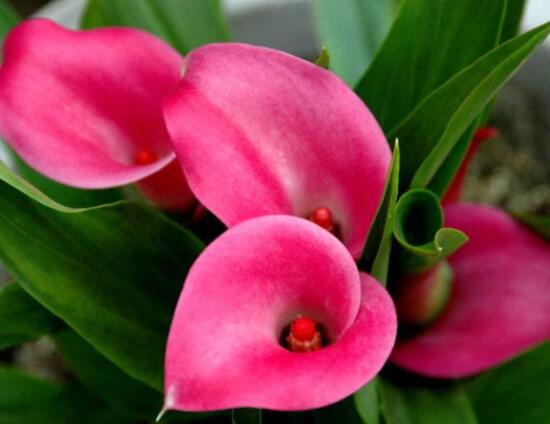 荷蘭馬蹄蓮的養(yǎng)殖方法，做好六個要點生長碧綠宜人