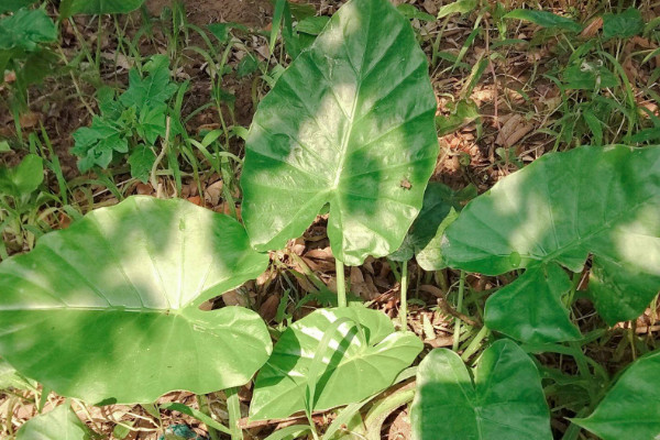 滴水觀音冬天怎么養(yǎng)