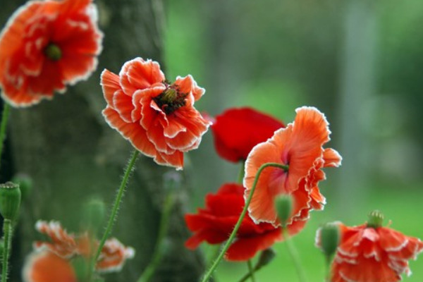 康乃馨花期過(guò)后怎么澆水