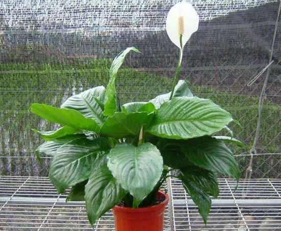 一帆風(fēng)順有毒嗎，一帆風(fēng)順適合家里養(yǎng)嗎/可以養(yǎng)