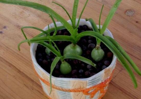 虎眼萬年青種子怎么種，萬年青的種植方法