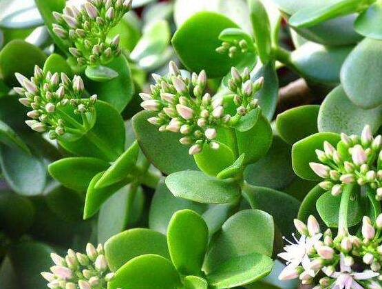 玉樹常見的病蟲害防治，教你四種辦法簡單學(xué)會(huì)