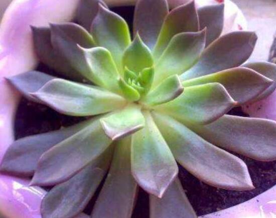 寶石花怎么繁殖，老農(nóng)總結(jié)四種繁殖方法(播種繁殖簡(jiǎn)單易學(xué))