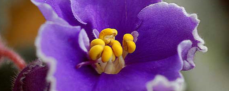 非洲紫羅蘭怎么養(yǎng)