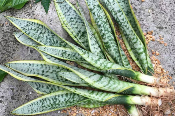 青葉虎皮蘭養(yǎng)殖方法