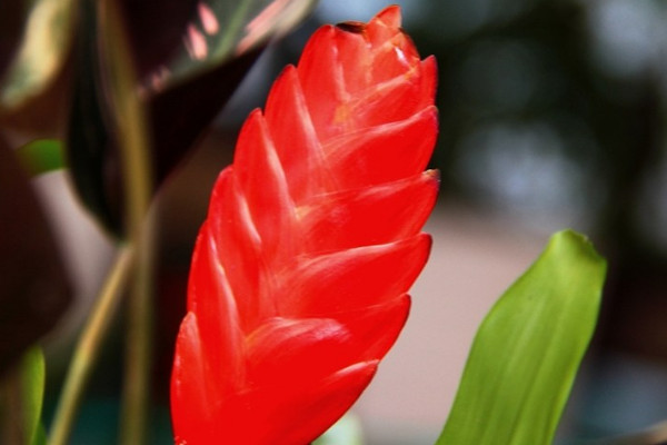 鴻運當(dāng)頭夏天能暴曬嗎