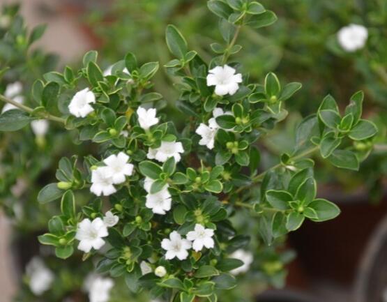 六月雪為什么不開花，三種原因以及解決辦法