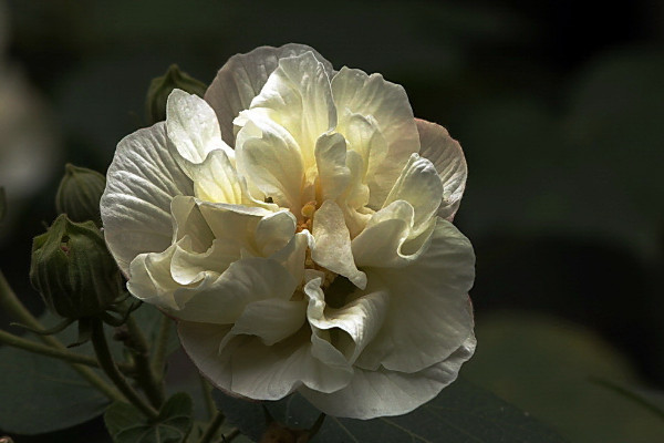 芙蓉花會(huì)結(jié)果嗎