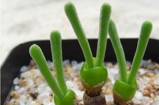 碧光環(huán)怎么種，保持盆土微濕潤/秋季種植存活率高