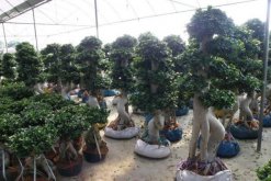 榕樹(shù)盆景掉葉子，四種原因以及處理方法