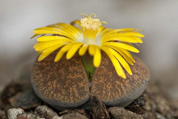 生石花花語是什么，不要送錯/代表著堅強的性格