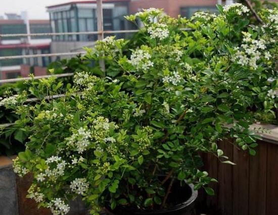 九里香盆景的養(yǎng)殖方法，做好七個(gè)基本養(yǎng)殖要點(diǎn)滿盆花香