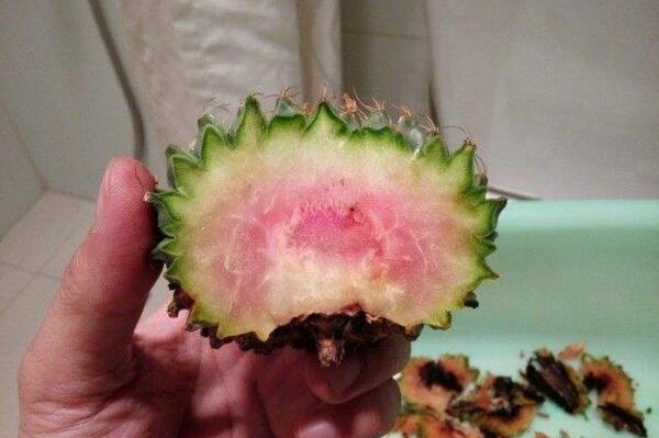 仙人球球體腐爛怎么回事，主要是日常管理的疏忽