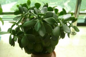 玉樹有毒嗎，玉樹能放在臥室嗎/有毒別放室內(nèi)