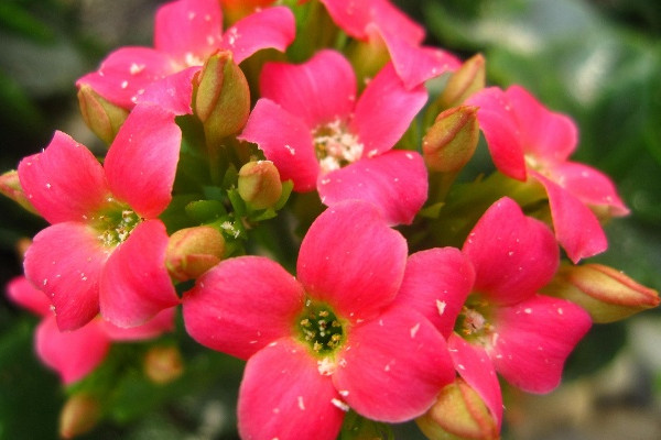 長(zhǎng)壽花春天可以修剪嗎