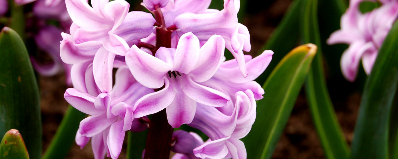 風(fēng)信子球根怎么栽培