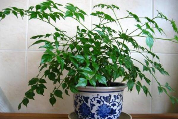 幸福樹的圖片，品種以及價(jià)值介紹