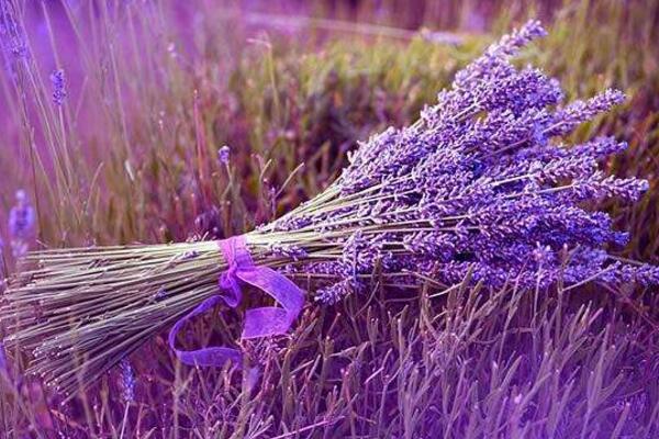 哪個(gè)品種的薰衣草最好，推薦以下幾種薰衣草