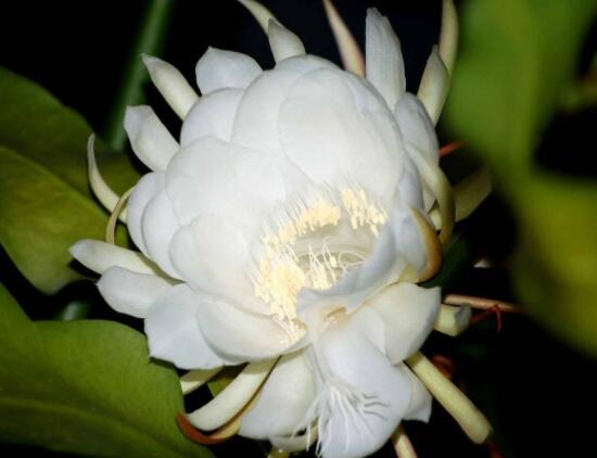 新鮮曇花怎么吃，泡茶喝最為簡單食用(價值高)