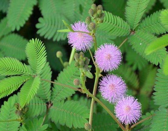 含羞草有什么功能，趣味性十足、預(yù)測天氣、凈化空氣