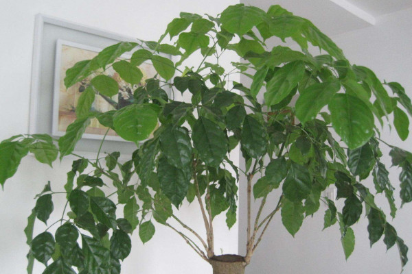 幸福樹(shù)幾天澆一次水好，春秋每隔5~7天澆灌一次