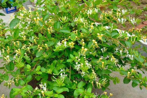 金銀花的種植方法，種子需進行催芽處理