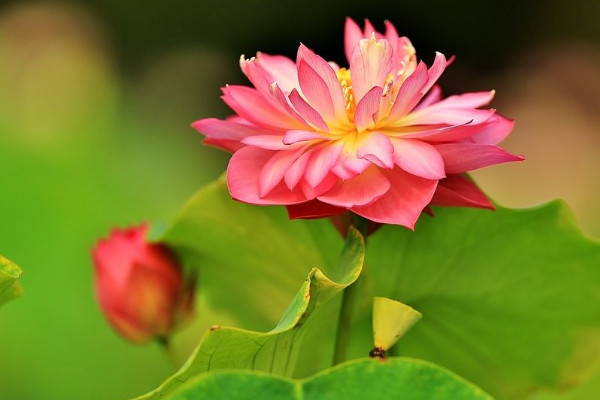 荷花和蓮花有什么區(qū)別