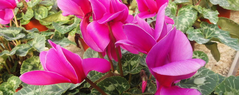 仙客來(lái)的花怎么都耷拉下來(lái)了