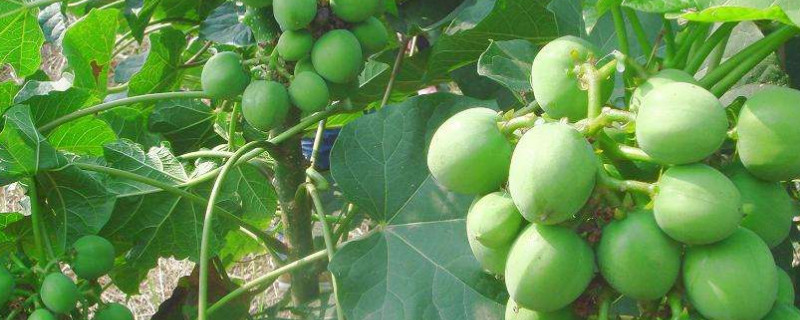 常見(jiàn)的有毒果子